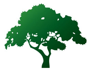 Illustration of a deciduous tree