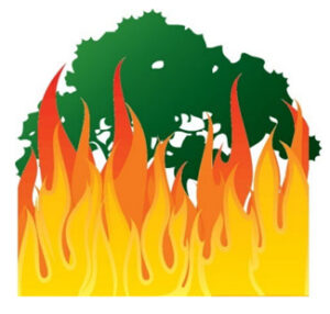 Illustration of a tree with fire in the foreground consuming the tree