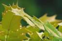 leaves with water droplets on them