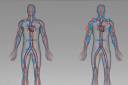 two human body illustrations showing the circulatory system's effect on earth vs. space